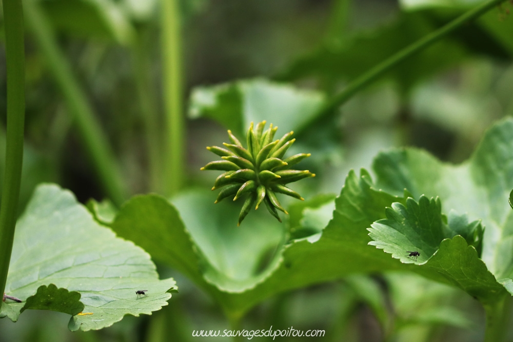 Caltha palustris, Populage des marais, Poitiers bords de Boivre