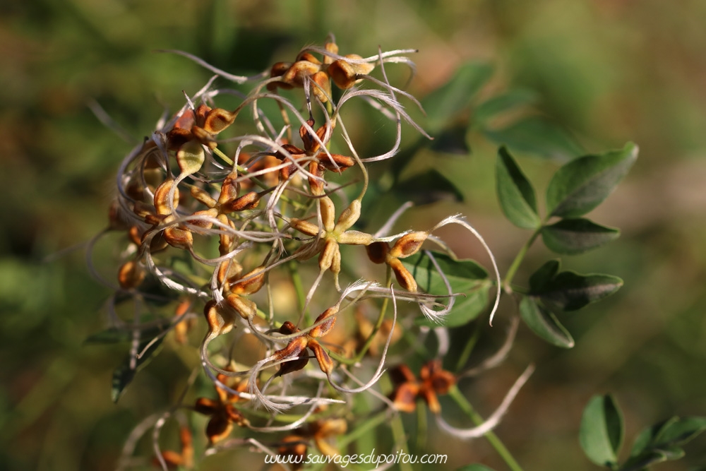 Clematis flammula, Clématite flamme, Poitiers quartier gare