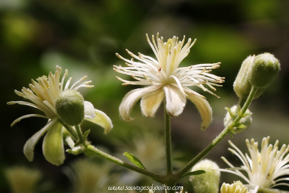 Clematis vitalba, Clématite vigne-blanche, Poitiers gare