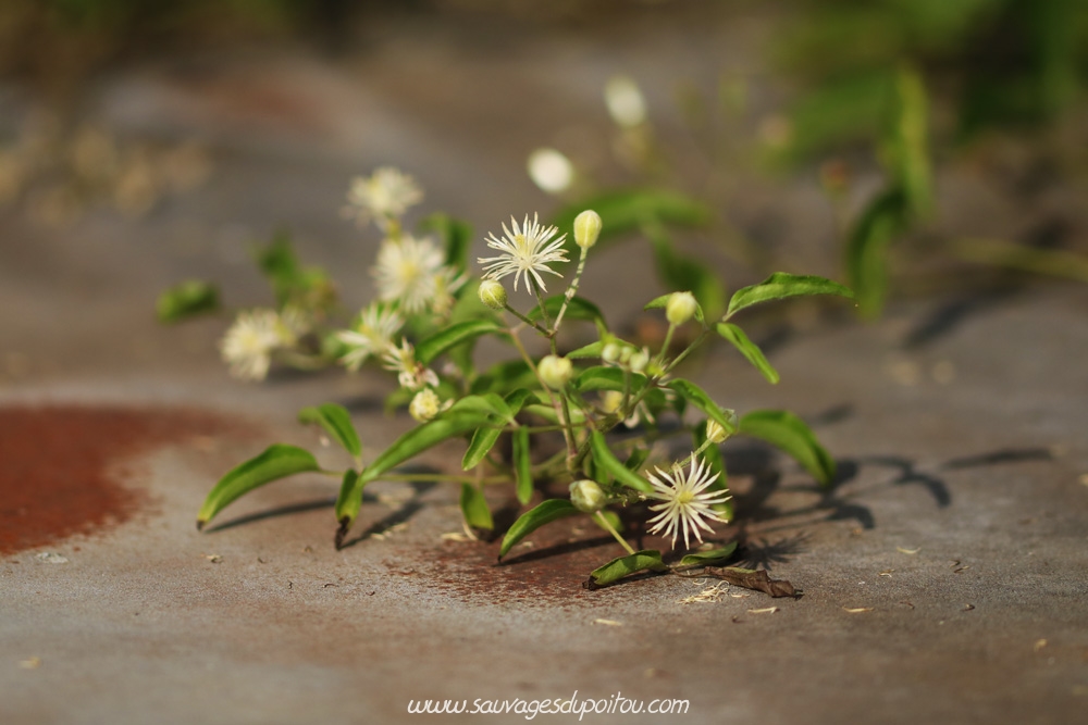 Clematis vitalba, Clématite vigne-blanche, Poitiers gare  Clématite vigne-blanche, Poitiers quartier gare