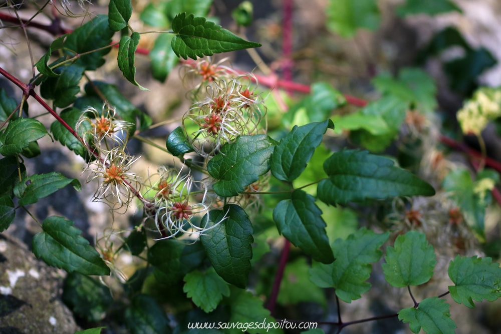 Clematis vitalba, Clématite vigne-blanche, Poitiers quartier gare