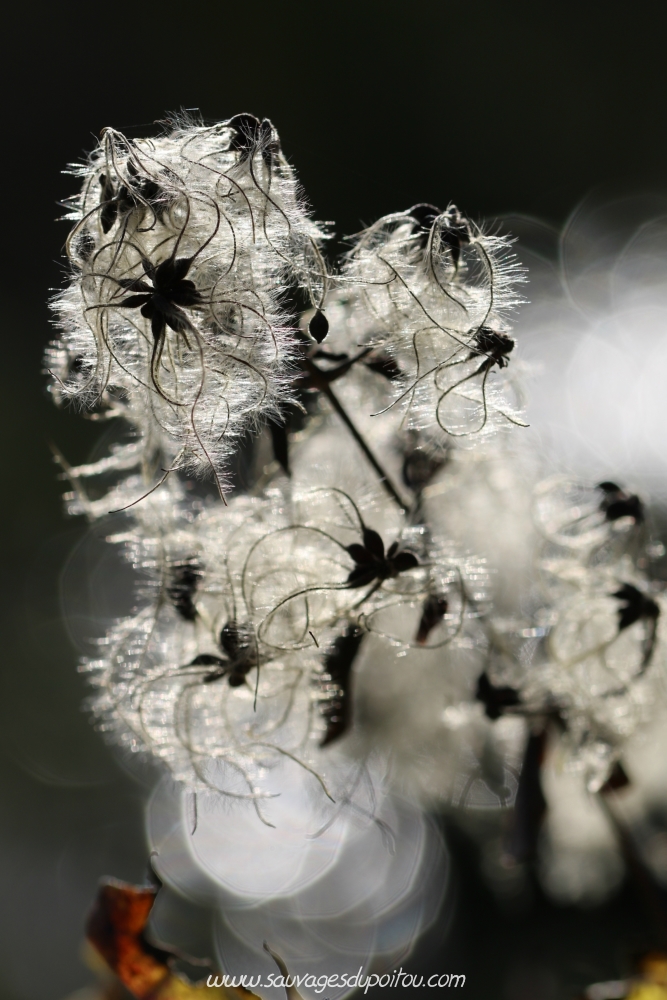 Clematis vitalba, Clématite vigne-blanche, Poitiers bords de Clain