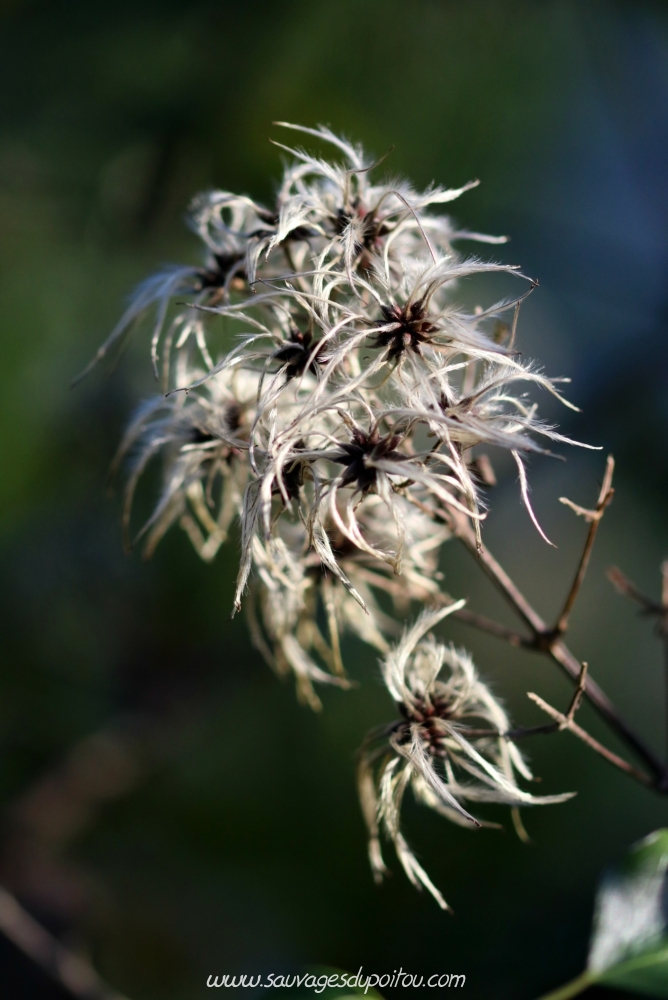 Clematis vitalba, Clématite vigne-blanche, Poitiers bords de Boivre