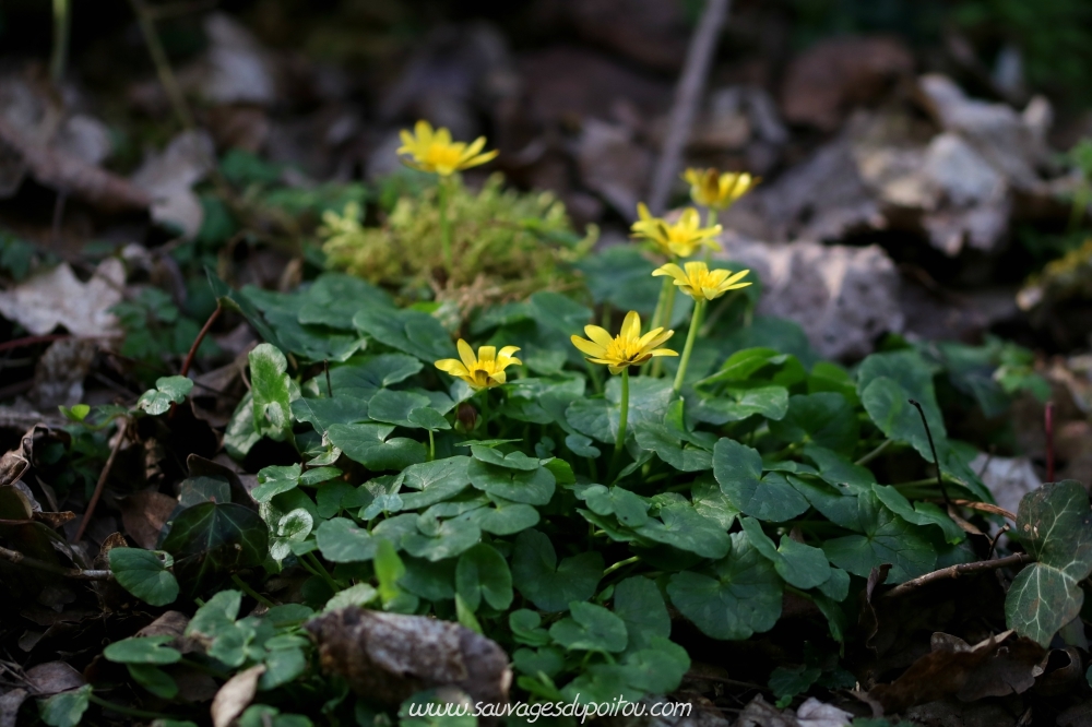 Ranunculus ficaria, Ficaire, Poitiers bords de Boivre