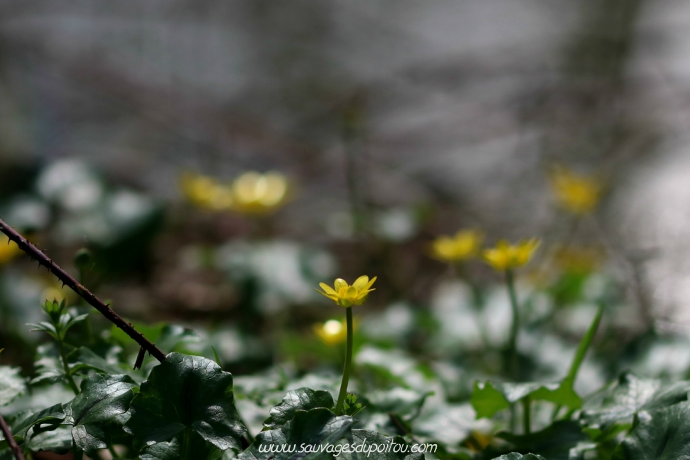 Ranunculus ficaria, Ficaire, Poitiers bords de Clain