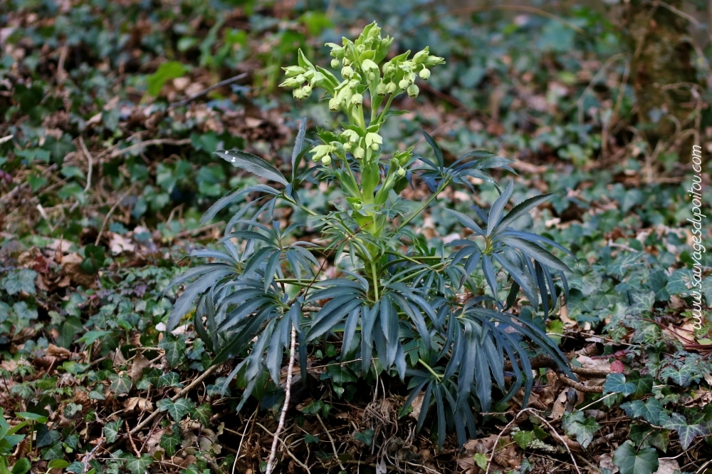 Helleborus foetidus, Hellébore fétide, Vouneuil-sous-Biard (86)