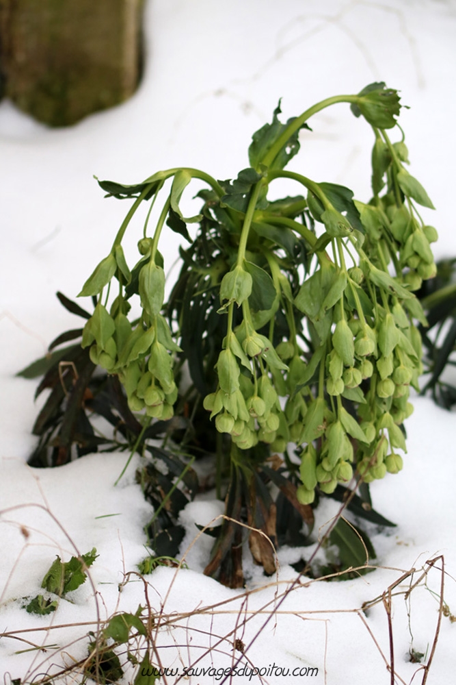 Helleborus foetidus, Hellébore fétide, Poitiers Chilvert