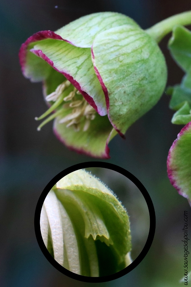 Helleborus foetidus, Hellébore fétide, Poitiers Bellejouanne