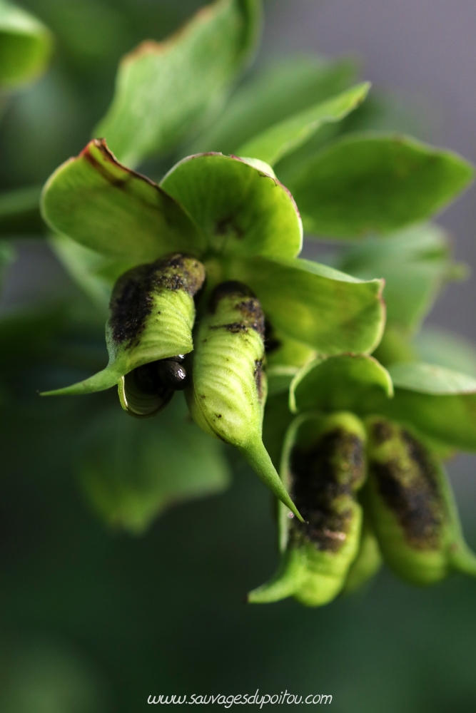 Helleborus foetidus, Hellébore fétide, Poitiers bords de Boivre