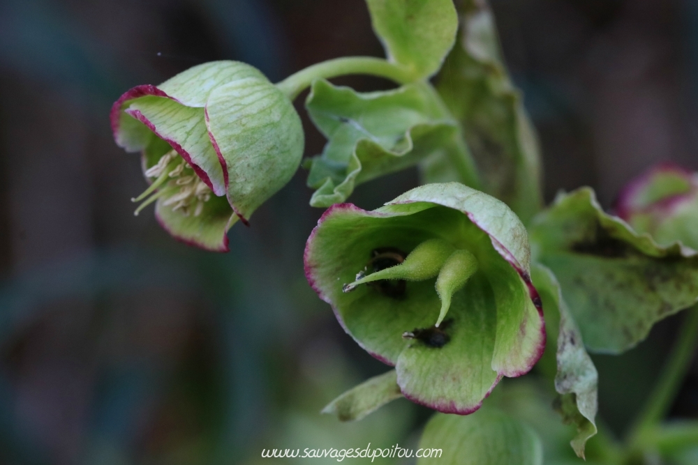 Helleborus foetidus, Hellébore fétide, Vouneuil-sous-Biard (86)