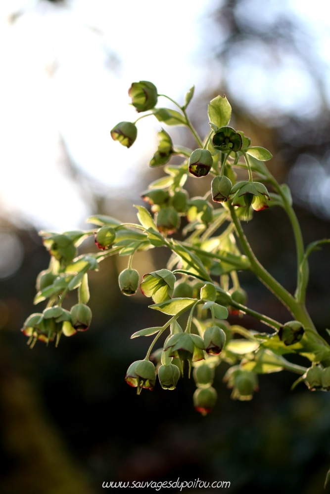 Helleborus foetidus, Hellébore fétide, Poitiers bords de Boivre