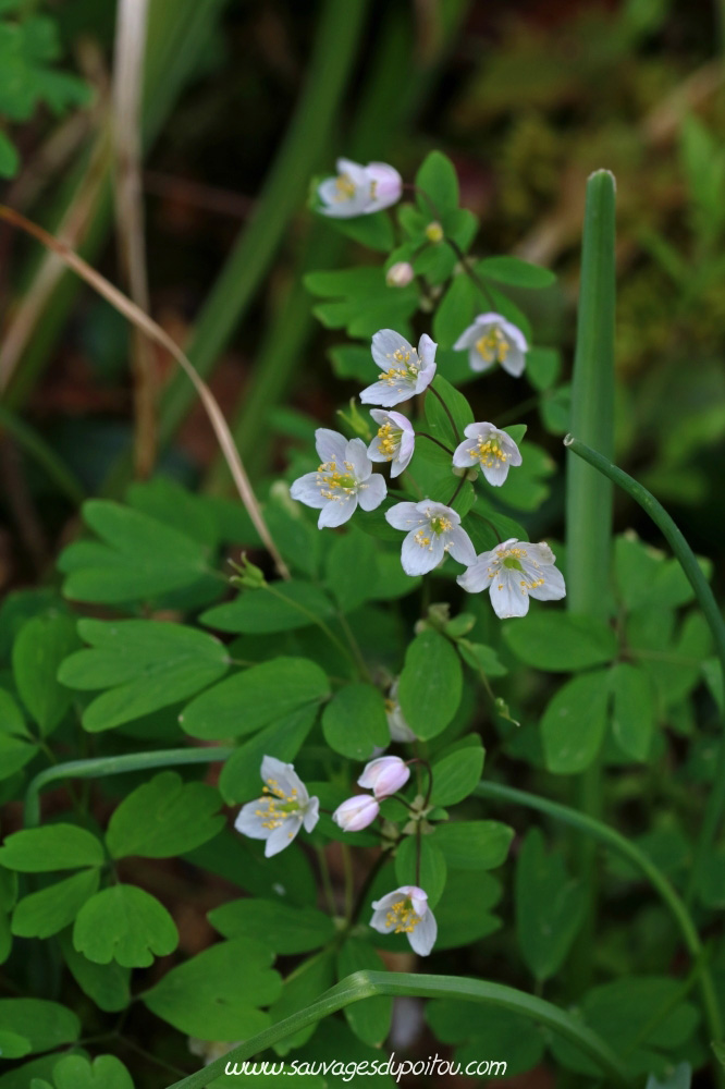 Isopyrum thalictroides, Isopyre faux-pigamon, Biard bords de Boivre