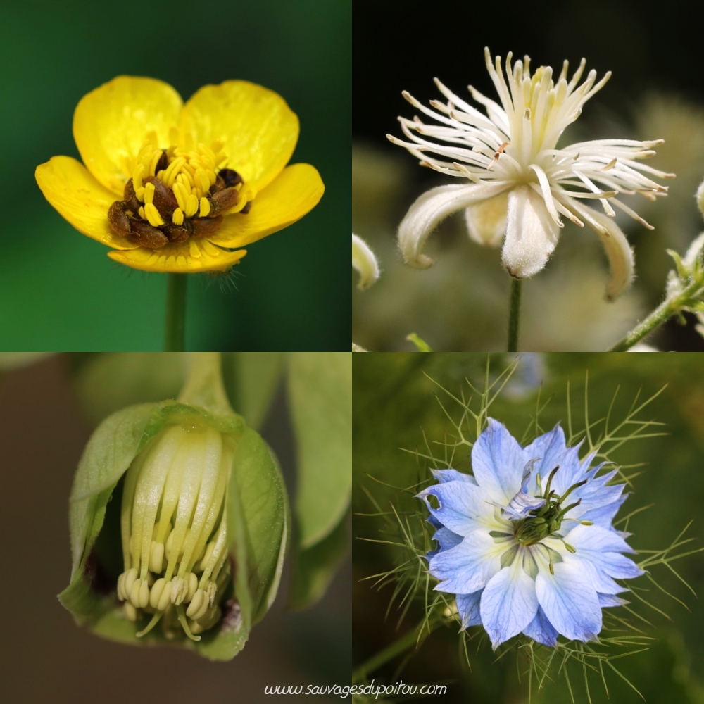 Ranunculus repens, Clematis vitalba, Helleborus foetidus et Nigella Damascena