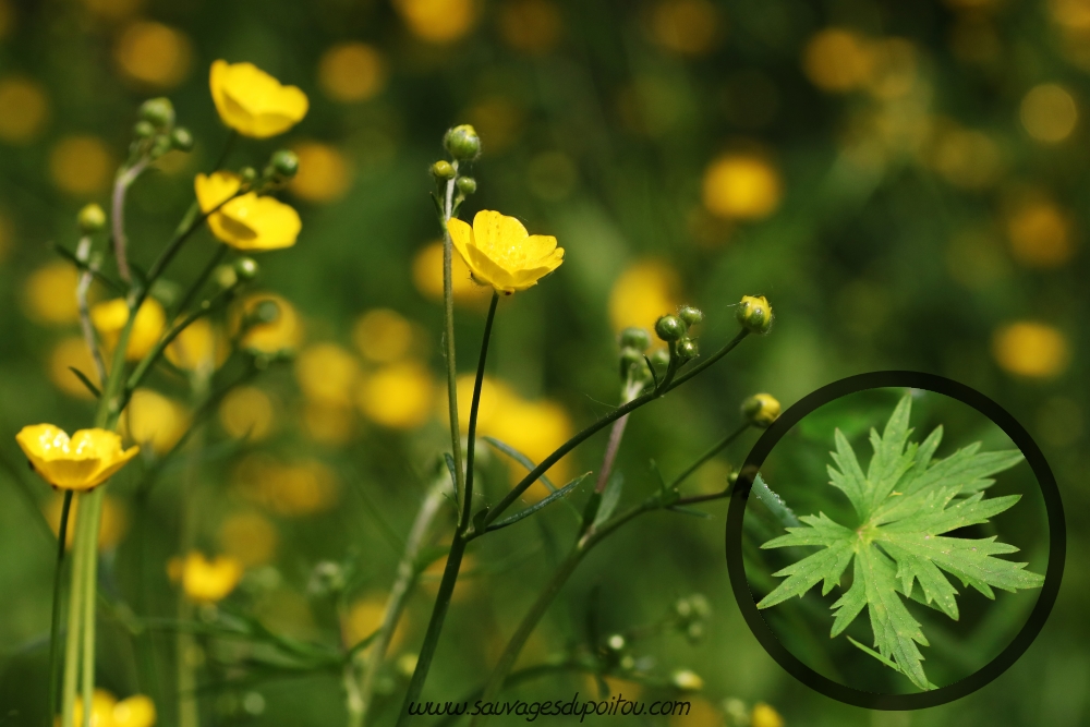 Ranunculus acris, Renoncule âcre, Poitiers bords de Clain