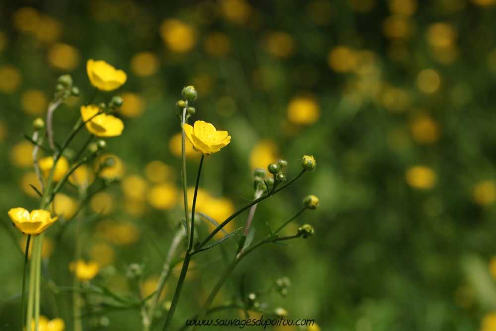 Ranunculus acris, Renoncule âcre, Saint-Benoît (86)