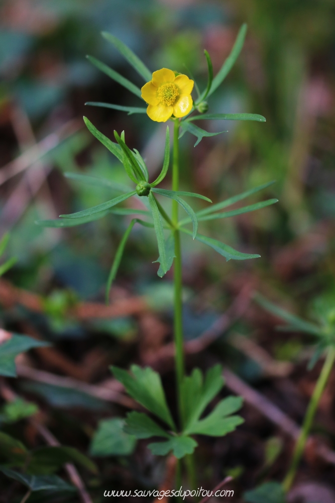 Ranunculus auricomus, Renoncule à tête d'or, Poitiers bords de Boivre