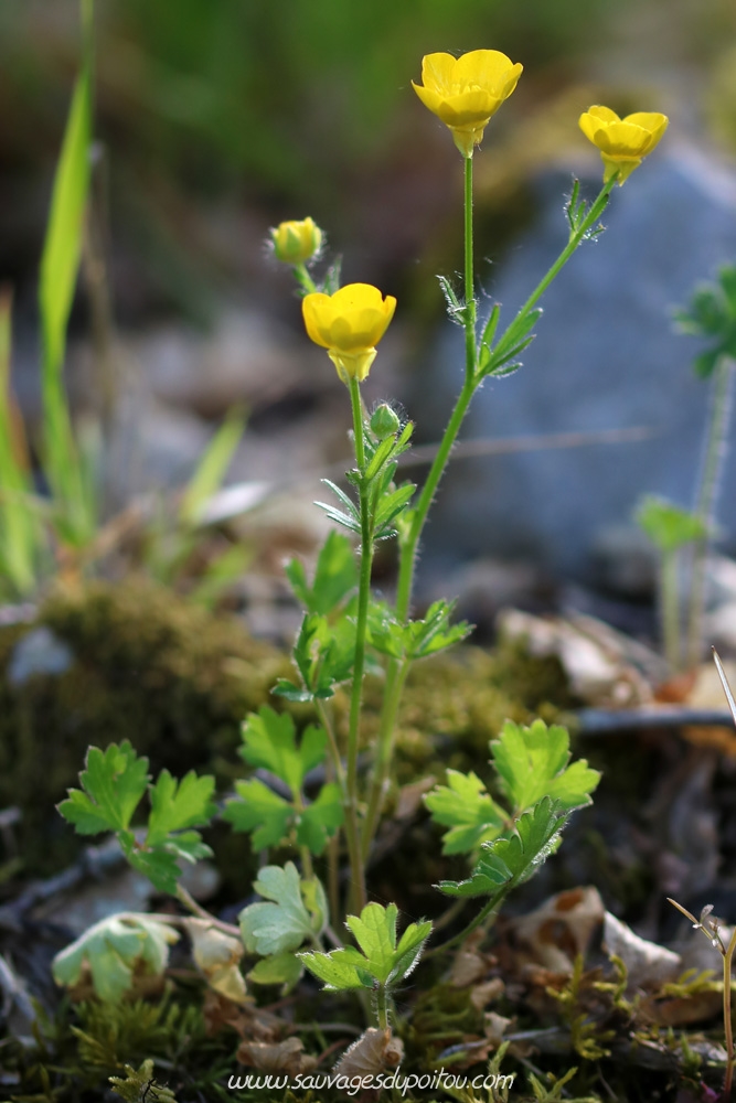 Ranunculus bulbosus, Renoncule bulbeuse, Poitiers bords de Boivre