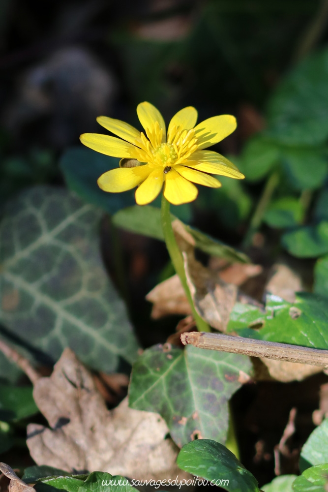 Ranunculus ficaria, Ficaire, Poitiers bords de Boivre