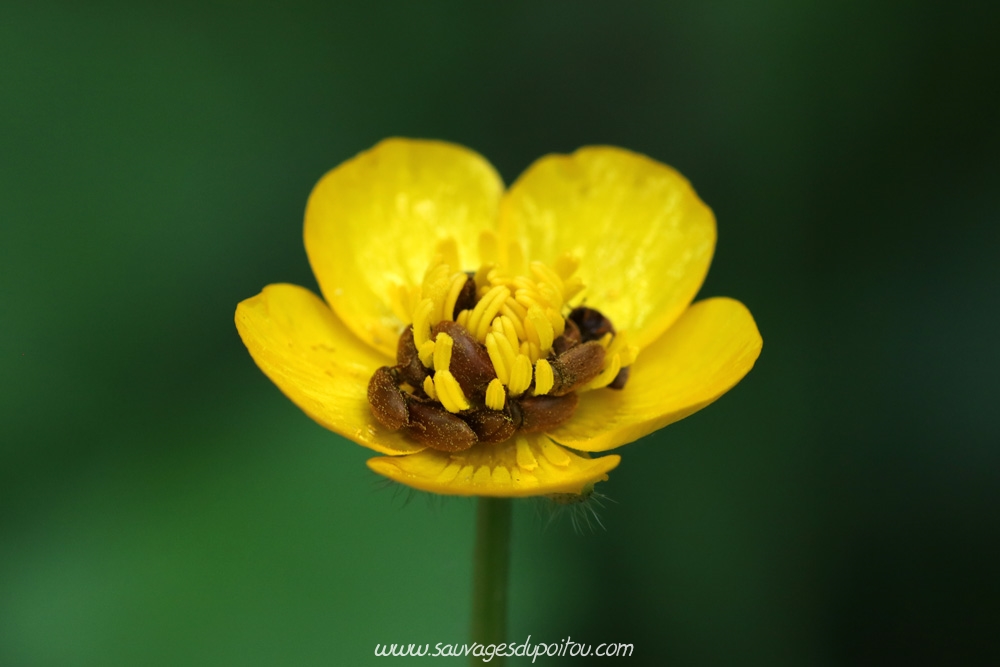 Ranunculus repens, Renoncule rampante, Nouaillé-Maupertuis (86)