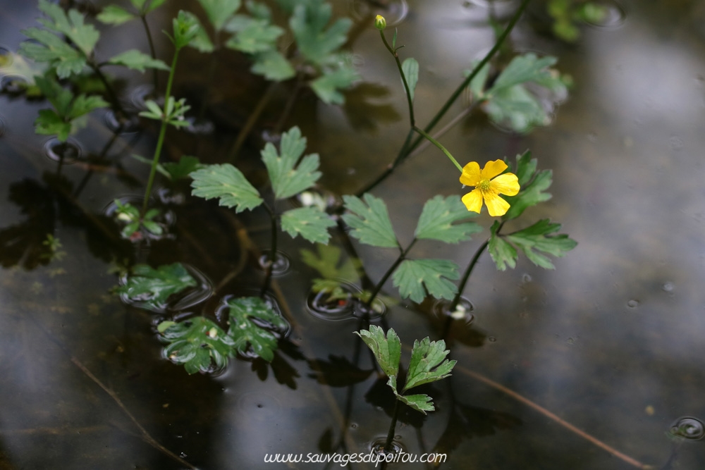 Ranunculus repens, Renoncule rampante, Poitiers bords de Boivre