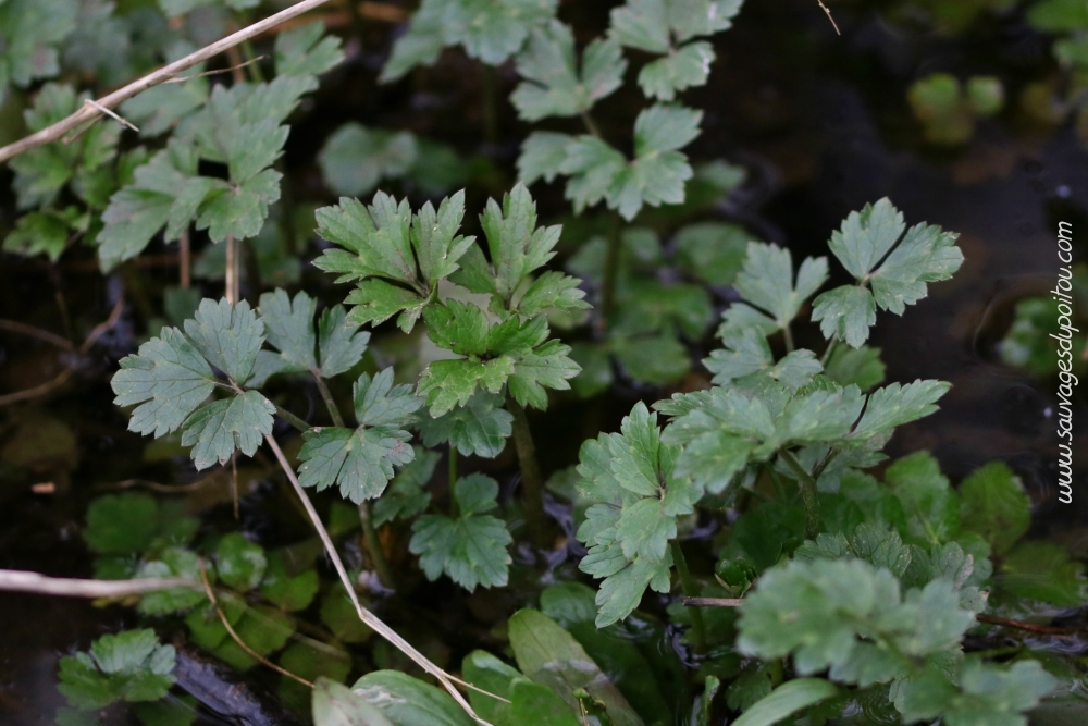 Ranunculus repens, feuille, Poitiers bords de Boivre