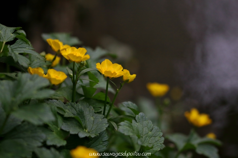 Ranunculus repens, Renoncule rampante, Poitiers bords de Boivre