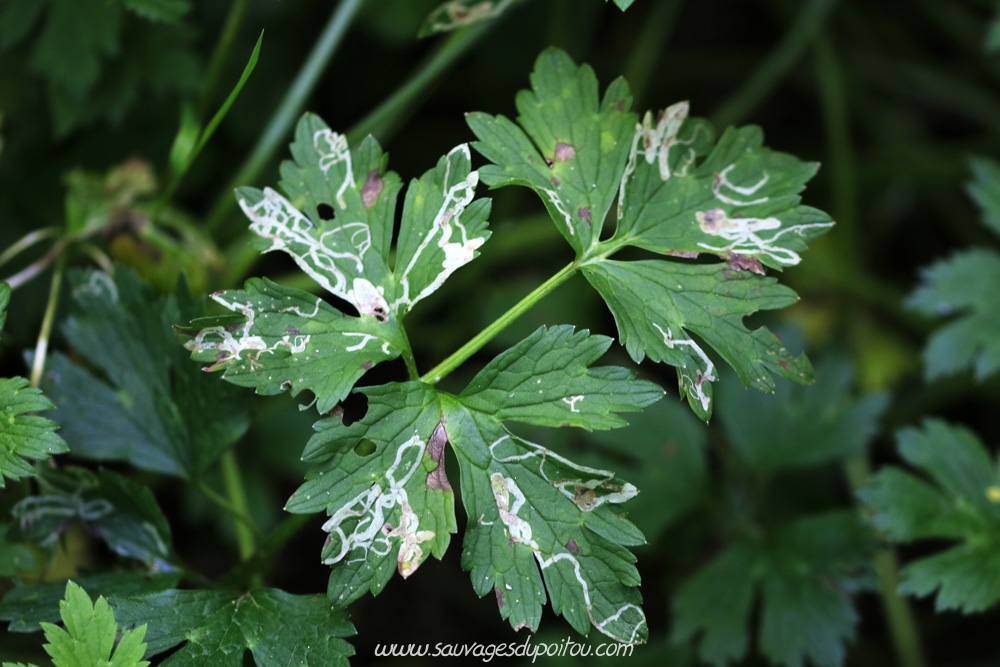 Ranunculus repens, feuille, Saint Benoît (86)
