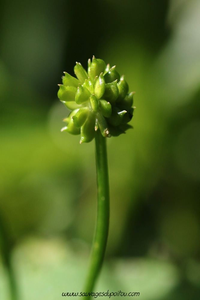 Ranunculus repens, feuille, Saint Benoît (86)