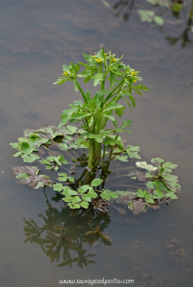 Renoncule scélérate, Ranunculus sceleratus, Poitiers bords de Boivre
