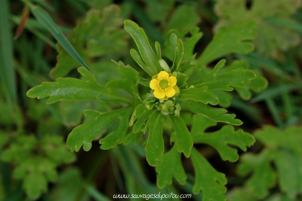 Renoncule scélérate, Ranunculus sceleratus, Poitiers bords de Boivre