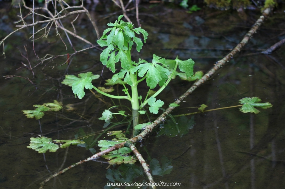 Renoncule scélérate, Ranunculus sceleratus, Poitiers bords de Boivre