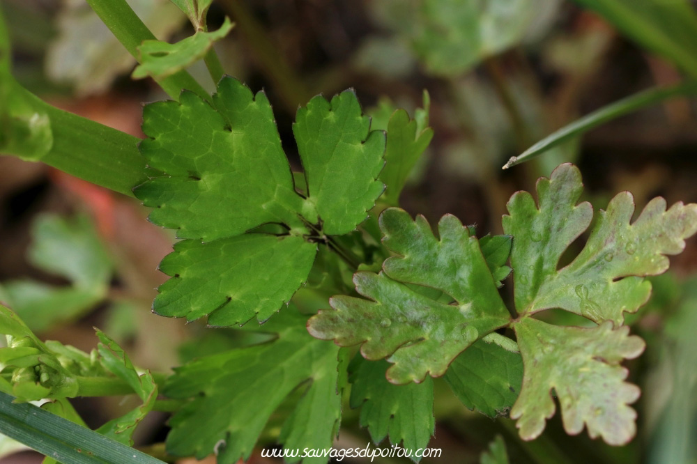 Renoncule scélérate, Ranunculus sceleratus, Poitiers bords de Boivre