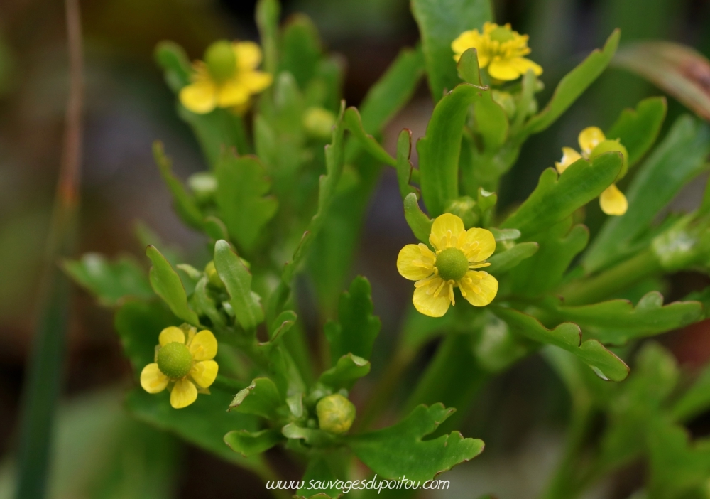 Renoncule scélérate, Ranunculus sceleratus, Poitiers bords de Boivre