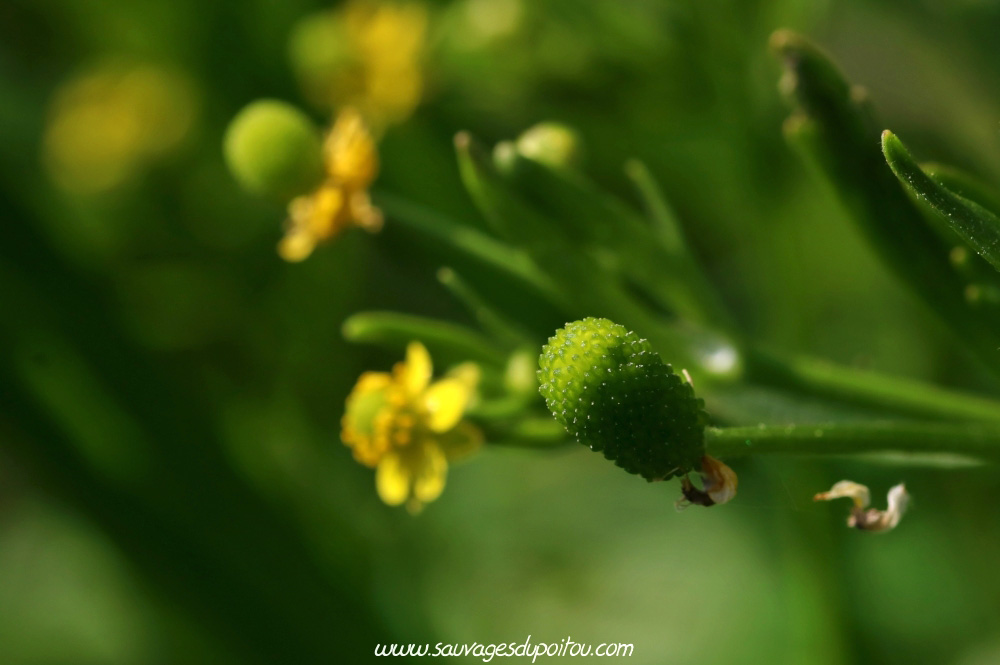 Renoncule scélérate, Ranunculus sceleratus, Poitiers bords de Boivre