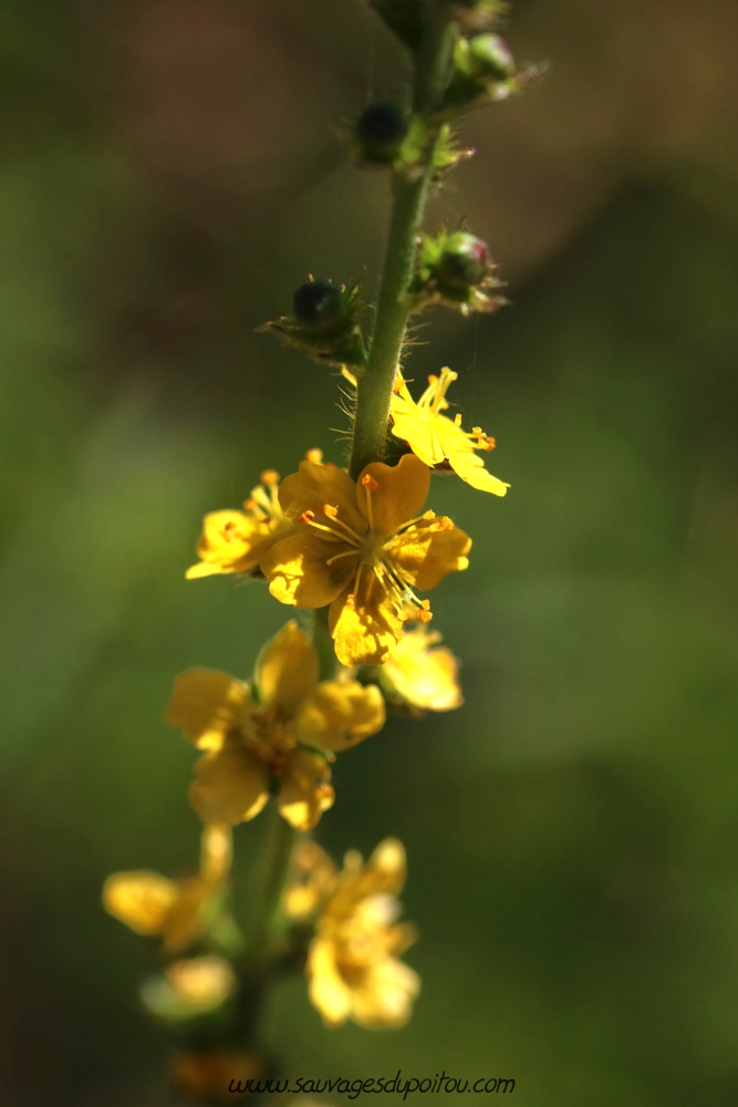 Agrimonia eupatoria, Aigremoine eupatoire, Marçay (86)