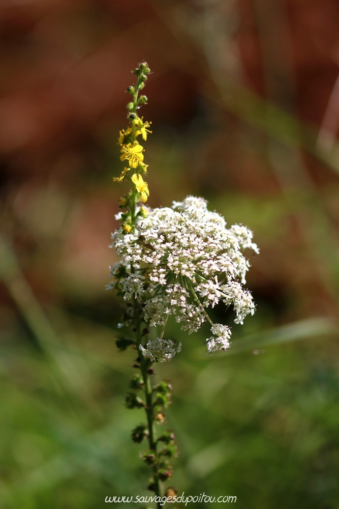 Agrimonia eupatoria et Daucus Carotta, Marçay (86)
