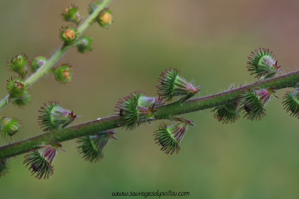 Agrimonia eupatoria, Aigremoine eupatoire, Buxerolles (86)