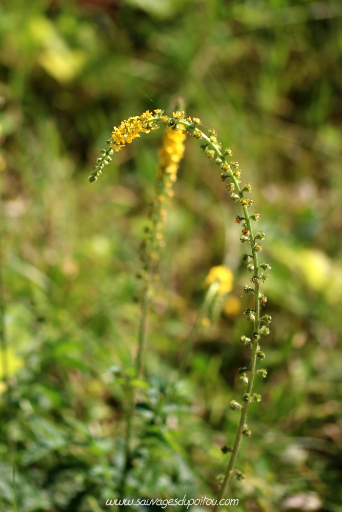 Agrimonia eupatoria, Aigremoine eupatoire, Marçay (86)