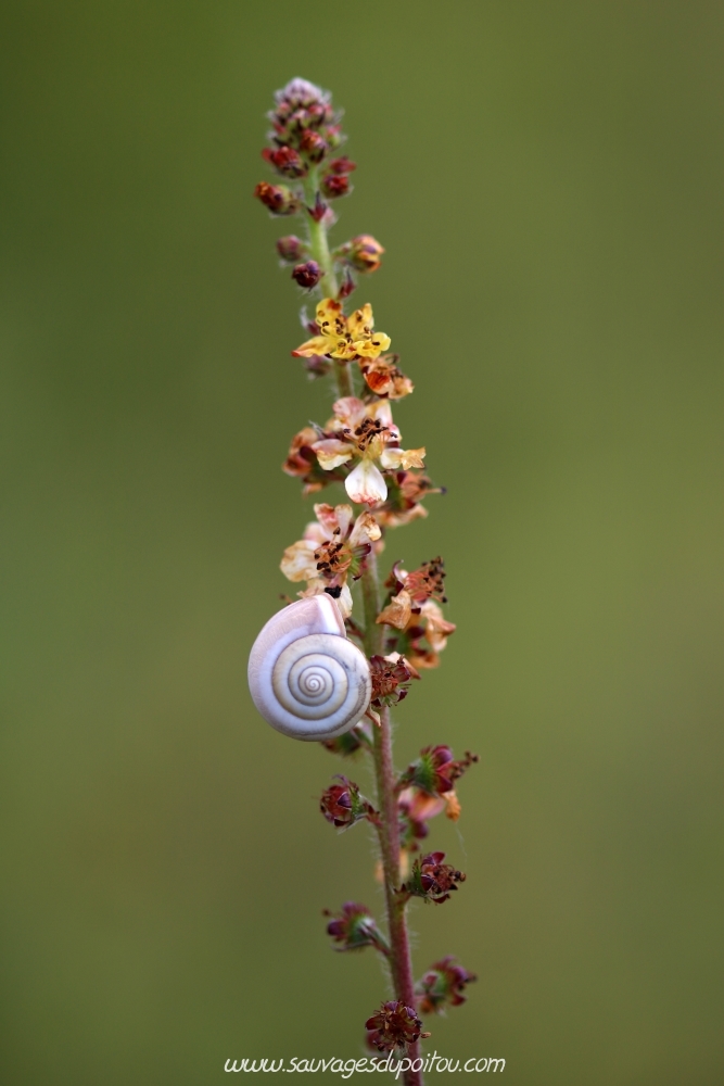 Agrimonia eupatoria, Aigremoine eupatoire, Buxerolles (86)