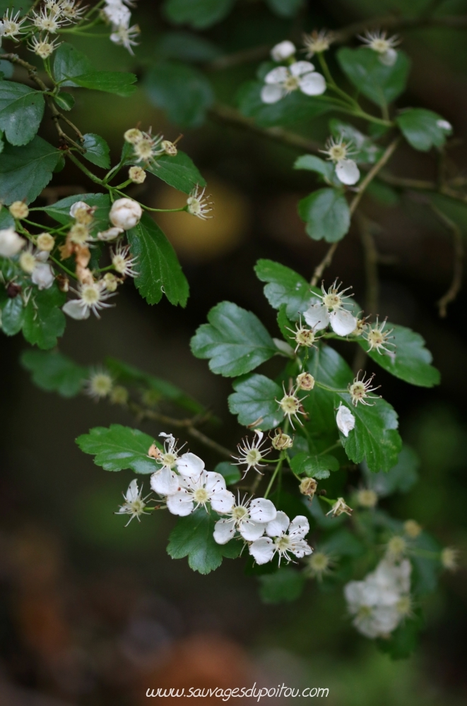 Aubépine à deux styles, Crataegus laevigata, Poitiers bords de Boivre