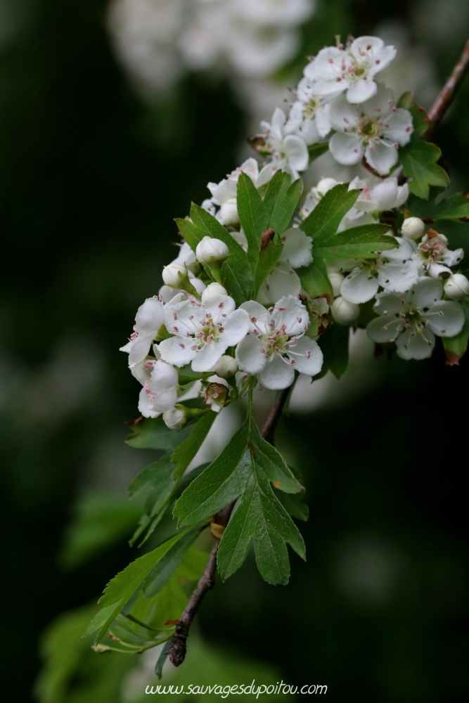 Aubépine monogyne, Crataegus monogyna, Poitiers bords de boivre