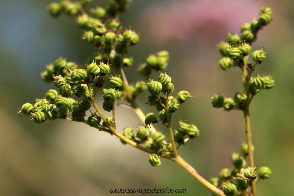 Filipendula ulmaria, Reine-des-prés, Poitiers bords de Boivre