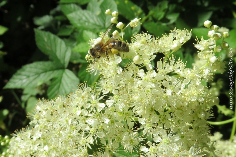 Filipendula ulmaria, Reine-des-prés, Poitiers bords de Boivre