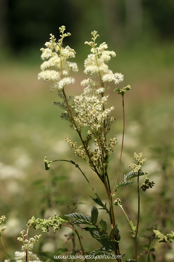 Filipendula ulmaria, Reine-des-prés, Poitiers bords de Boivre