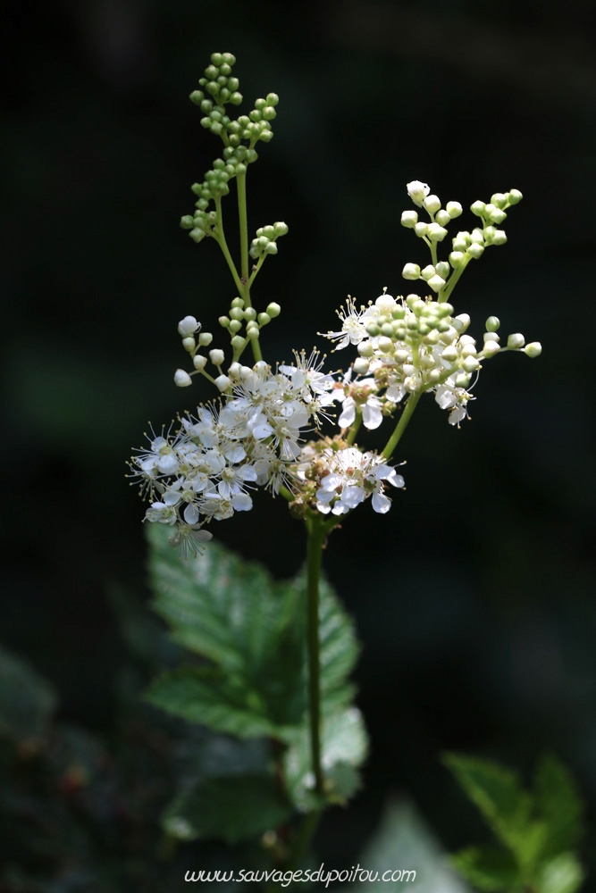 Filipendula ulmaria, Reine-des-prés, Nouaillé-Maupertuis (86)