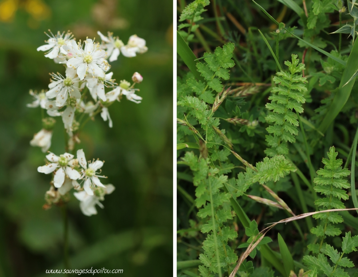 Filipendula vulgaris, Spirée filipendule, Beauvoir (86)