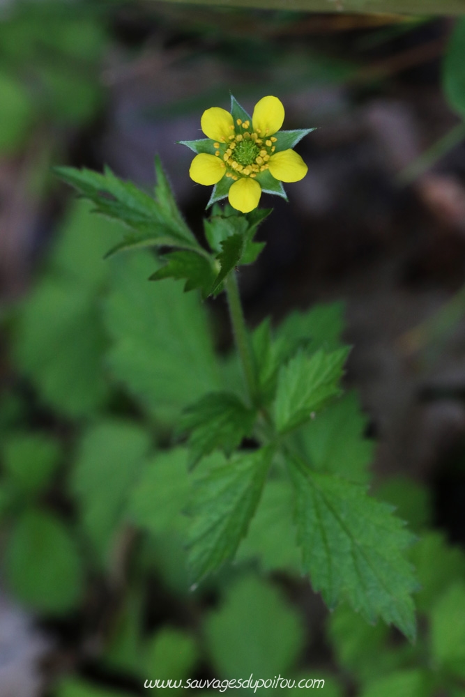 Geum urbanum, Benoîte urbaine, Poitiers bords de Boivre