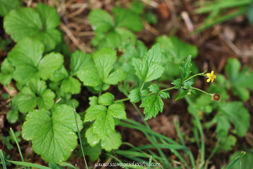 Geum urbanum, Benoîte des villes, Poitiers gare