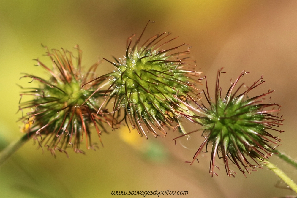 Geum urbanum, Benoîte des villes, Poitiers bords de Boivre