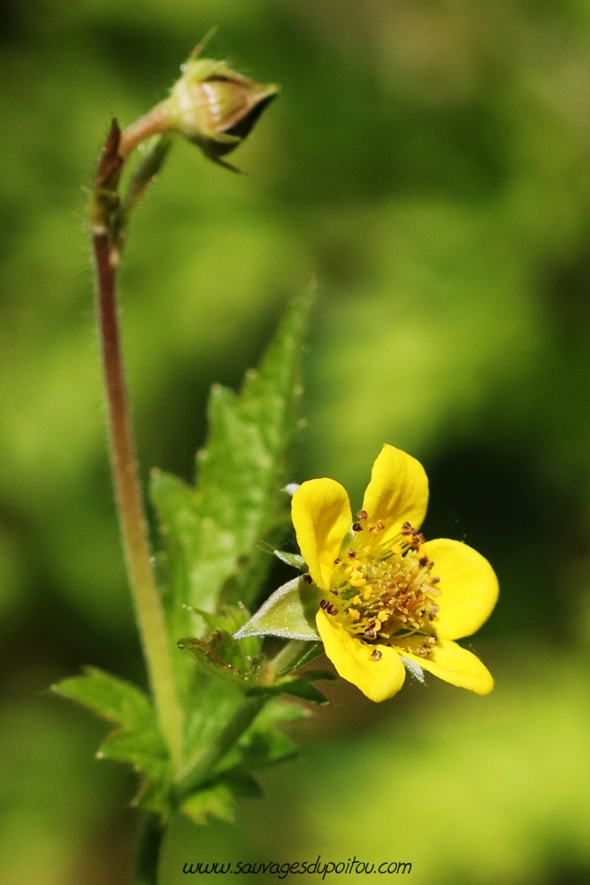 Geum urbanum, Benoîte des villes, Poitiers gare